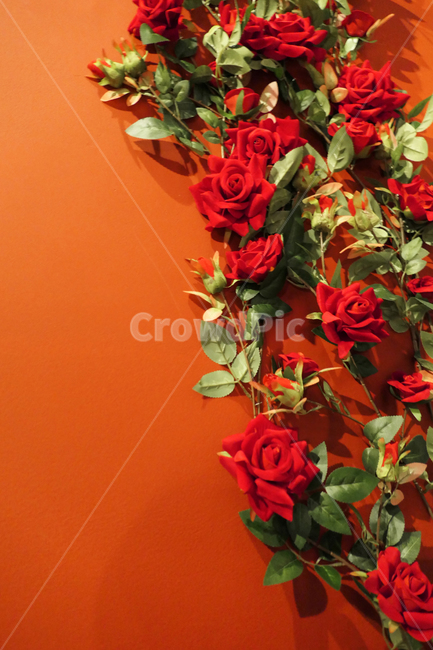 꽃,식물,plant,장미,rose,red,식물,자연,plants,nature,꽃,flower