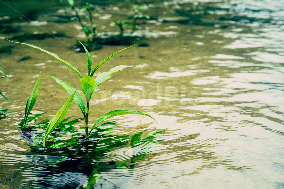 식물,바다,자연,풍경,꽃,식물,자연,plants,nature,감성,sensible,feeling,휴식,힐링,rest,relaxation,healing