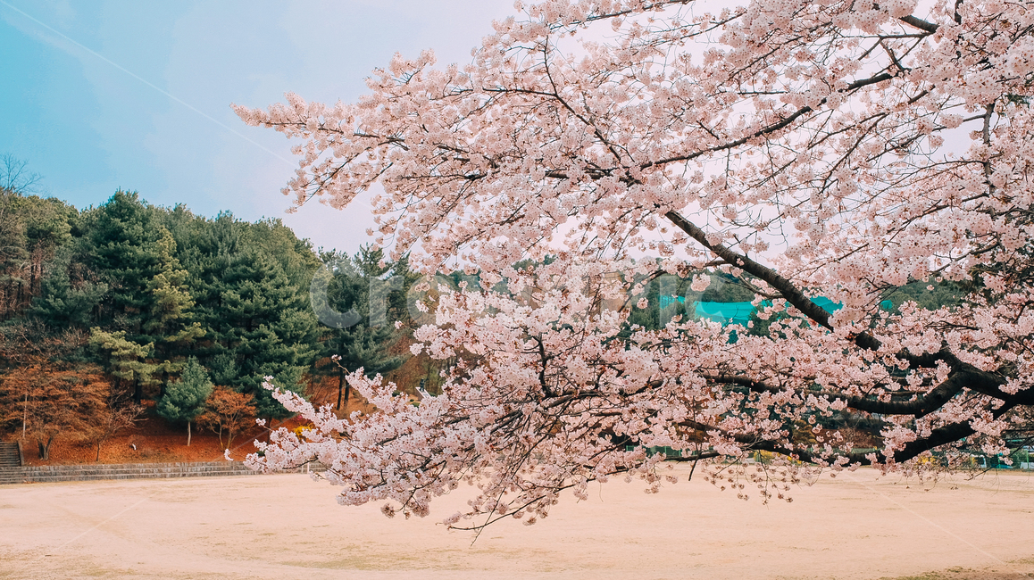plant,꽃,blossom,벚꽃,봄,분홍색,감성사진,필름사진,flower,봄,계절,spring,season,식물,자연,plants,nature,꽃,flower
