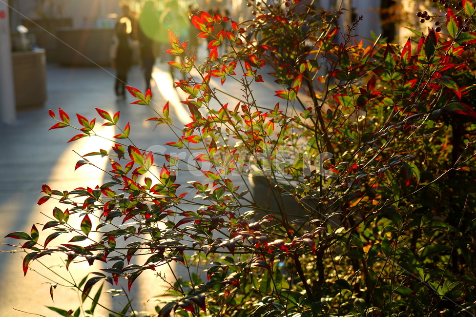 남천,나무,식물,매자나무과,단풍,남천나무,식물,자연,plants,nature