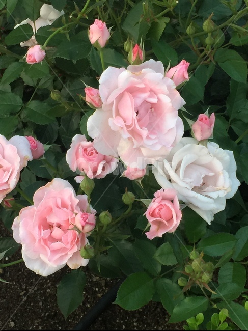 꽃,장미,핑크장미,flower,rose