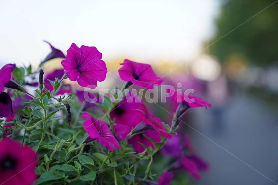 꽃,flower,나팔꽃,보라색꽃,길가꽃,식물,자연,plants,nature,꽃,flower