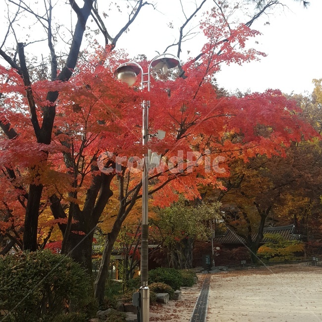 단풍,red,maple,mapletree,가을,fall,autumn,풍경,나무,tree,가을,계절,fall,autumn,season,식물,자연,plants,nature,나무,trees,wood