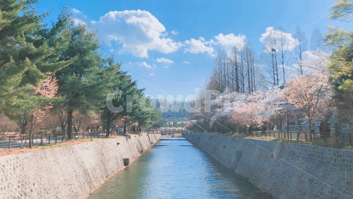 벚꽃,봄꽃,하늘,다리,강