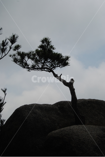 오봉산,청평사등산로,부용계곡,공주탕,공주설화,자연의위대함,등산로,능선,아름다움,신비스런산,돌,산행,힐링,자연,감성,등산,계절,여행,한국,한국명산,한국등산,풍경,눈,나무,하늘,바람,바람소리,환경,생태계,산,땅,식물,자연,plants,nature,나무,trees,wood