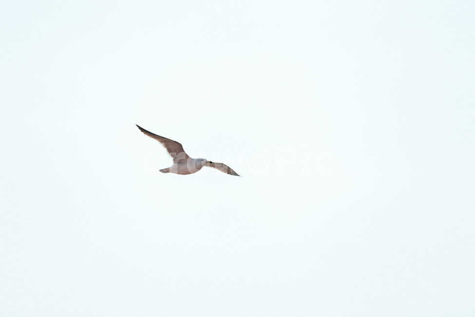 seagull,갈매기,야생동물,새,bird