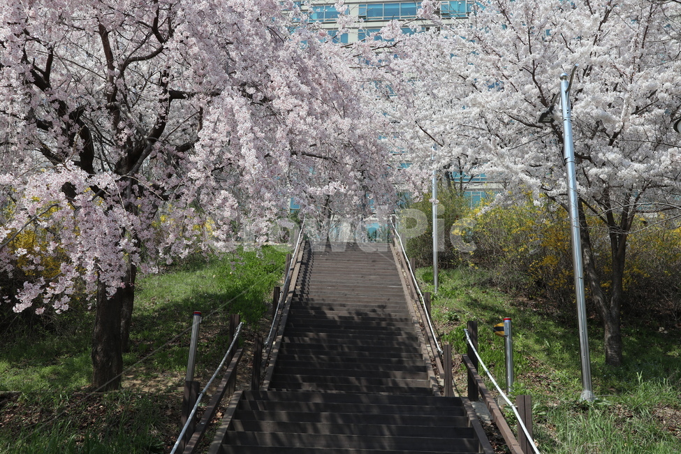 산책길,벚꽃,벚꽃나무,꽃,나무,plant,식물,flower,blossom