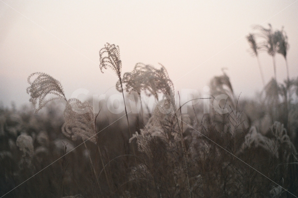 갈대,억새,자연,꽃,가을,가을,계절,fall,autumn,season,식물,자연,plants,nature,감성,sensible,feeling,grass,잔디,plant,lawn,reed