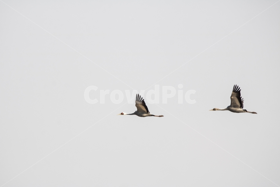 철새,새,겨울철새,조류,송년,사진,단독사진,디자인,소스,포토,사진자료,배경,배경사진,풍경,하늘,푸른하늘,겨울,자연,새무리,무리,동물,비행,날다,새떼,기러기,두루미,재두루미,큰고니,고니,거위,백조,호수,브이대형,v자대형,실루엣,클로즈업,접사,연말,연시,신년,새해,명절,신정,구정,송구영신,근하신년,추석,천연기념물,야생,야생철새,야생오리,야생동물,동물,animal,조류,새,birds