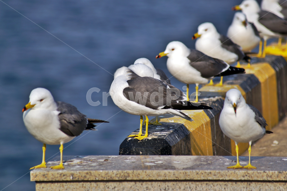 갈매기,조류,새,바다,commongull,seagull,동물,부리,동물,animal,조류,새,birds