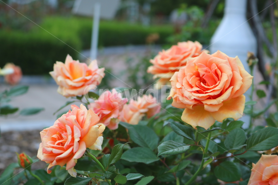 장미,장미꽃,꽃,식물,자연,맛쯔리,원예,관상용,식물,자연,plants,nature,꽃,flower
