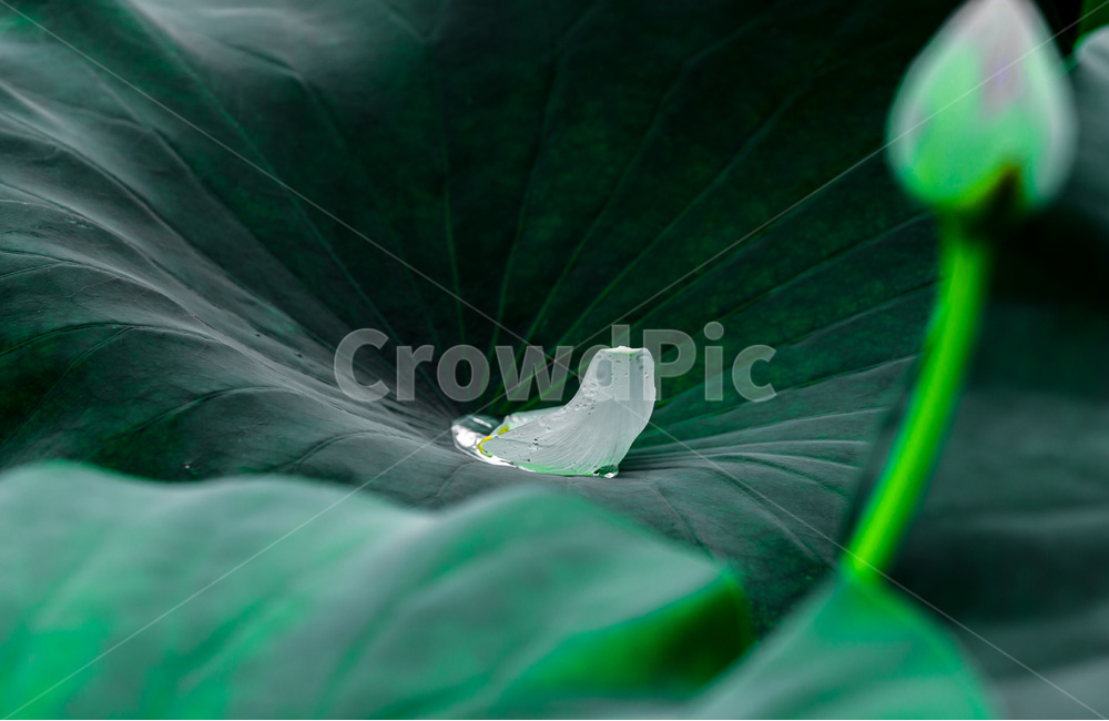 연잎,꽃잎,낙화,문양,무늬,식물,자연,plants,nature,꽃,flower