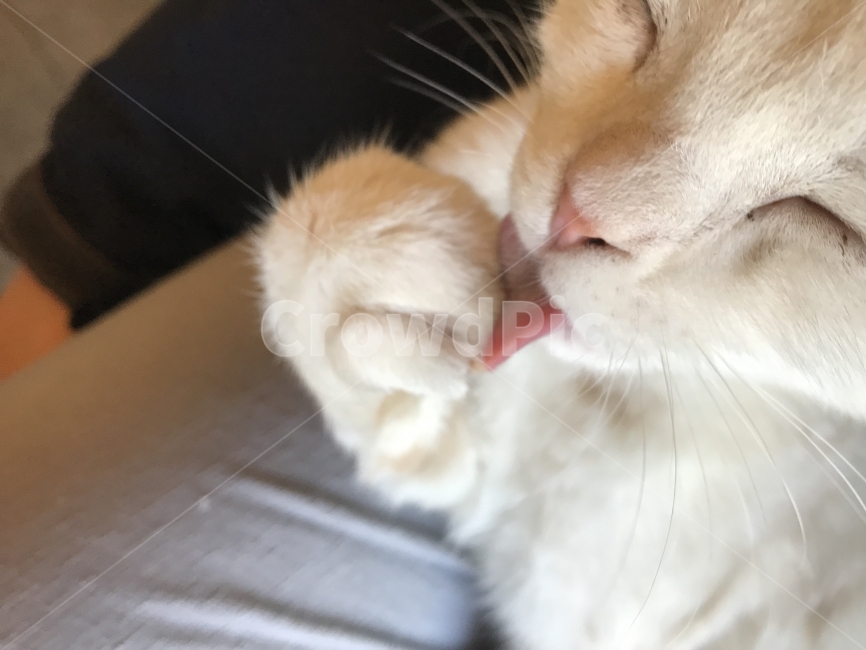 그루밍,모찌,고양이발,고양이혀,혀,동물,animal,포유류,mammal,고양이,cat,kitten,kitty