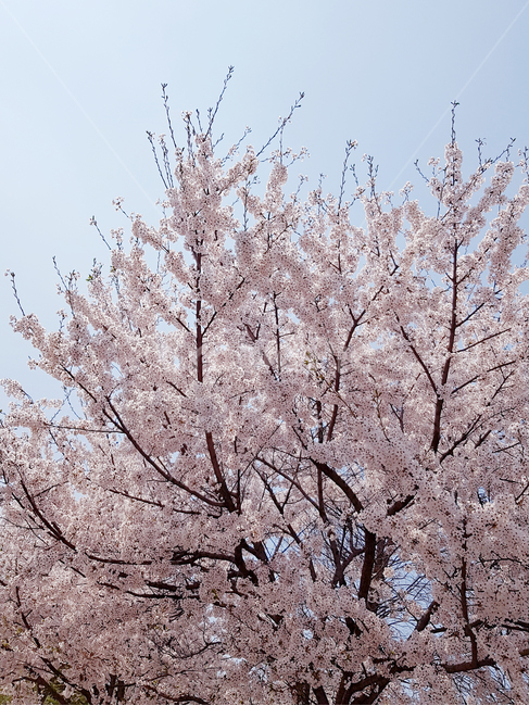 벚꽃,봄,꽃,식물,cherryblossoms,꽃배경,예쁜꽃,봄,계절,spring,season,식물,자연,plants,nature,꽃,flower,나무,trees,wood,plant,blossom