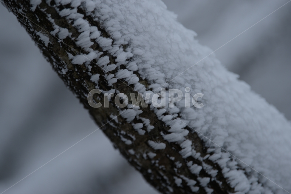풍경,눈,눈꽃,자연,나무,겨울,바람,겨울,계절,winter,season,식물,자연,plants,nature