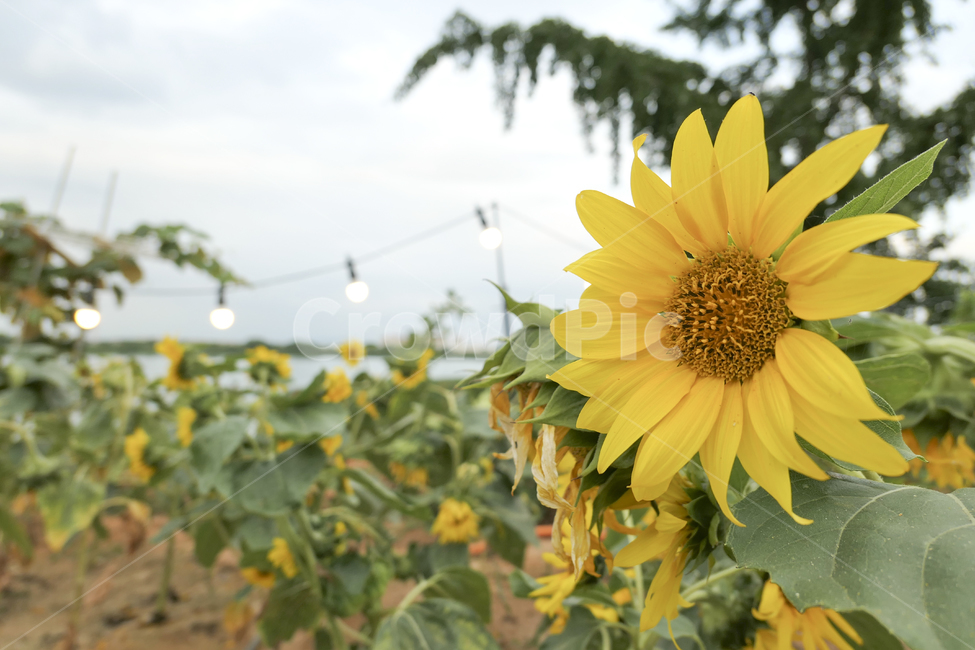 sunflower,해바라기,꽃,노란꽃,plant,꽃밭