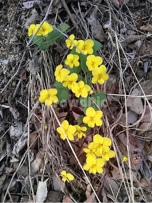 들꽃,노란꽃,예쁜꽃,자연,봄꽃,식물,자연,plants,nature,꽃,flower