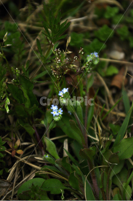 봄,spring,계절,꽃,flower,식물,plant,자연,nature,식물,자연,plants,nature,꽃,flower