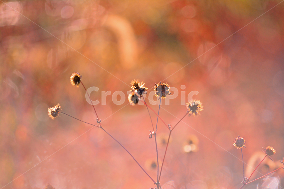 들풀,들꽃,보케,빛망울,가을배경,야생화,배경,바탕,백그라운드,background,가을느낌,autumn,petal,blossom,flower,자연,nature,꽃씨,식물,plant,가을,계절,fall,autumn,season