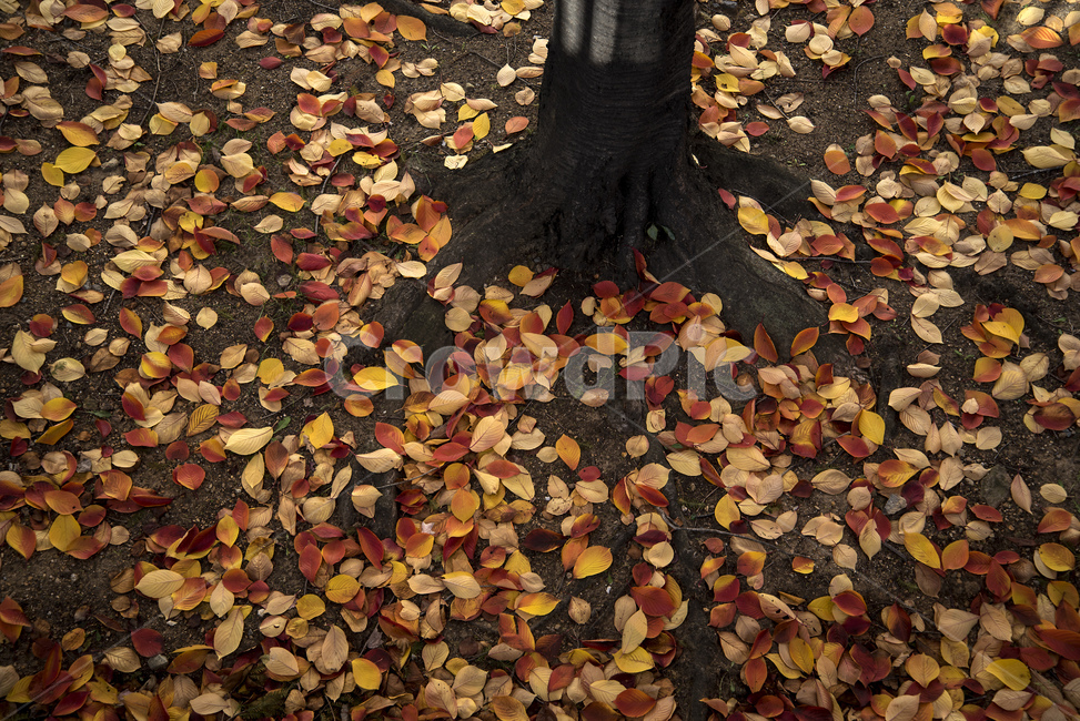낙엽,가을,나뭇잎,자연,잎사귀,가을낙엽,fall,autumn,season,계절,단풍,나무뿌리,땅,흙,갈색,가을,계절,fall,autumn,season,plant,식물,leaf,잎,tree,나무,ground,바닥