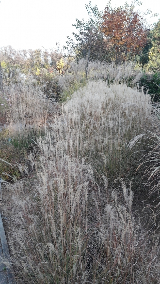 가을,억새풀,나무,바람,수목원,가을,계절,fall,autumn,season,식물,자연,plants,nature,grass,잔디,plant,outdoors,옥외,ice,빙,lawn