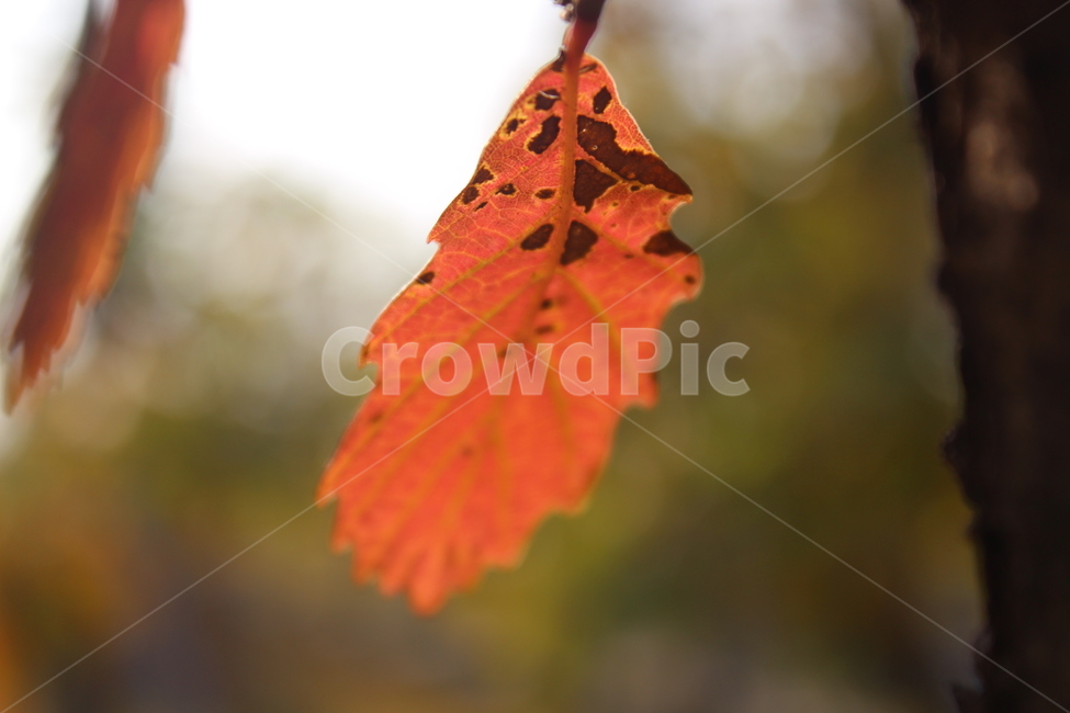 leaf,잎,plant,식물,단풍,가을,계절,fall,autumn,season