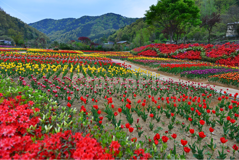 무등산,동적골,튤립축제,철쭉,노랑,빨강,봄,계절,패턴,tulip,튤립,plant,식물,blossom,flower,꽃,자연,풍경,nature,landscape
