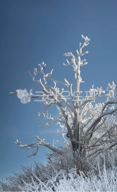 winterflowers,Snow Flower,snowflake tree,winter,wintermountain,wintertree,winter tree,commercial high school