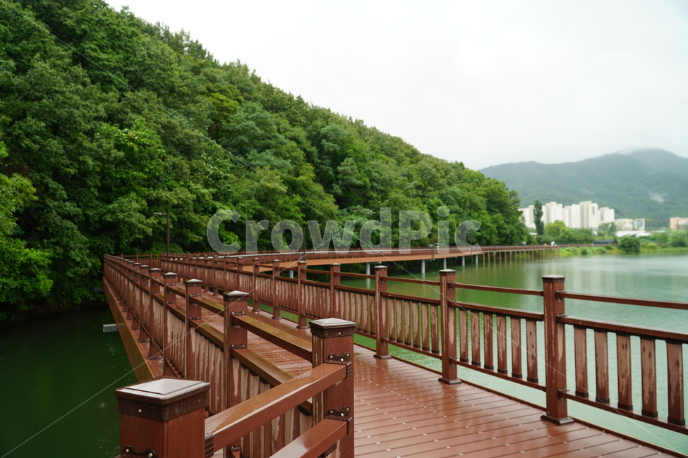 호수,백운호수,청계,연못,저수지,인공호수,청계산,백운산,모락산,둘레길,백운저수지,의왕시,의왕백운호수,풍경,자연,산,다리,물,강,산책로,산책,비,걷다,소나무,장마,way,lake,road,circumferential,mountain,rain