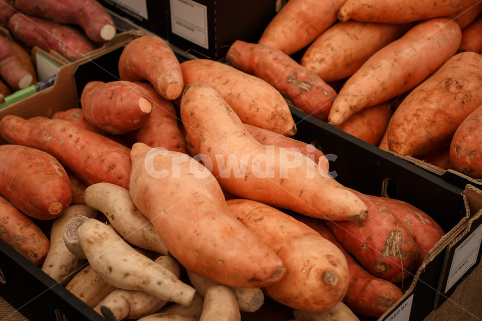 고구마,농산물,농작물,야채,채소,시장,vegetable,sweetpotato,harvest,eco,친환경,채소,야채,vegetables