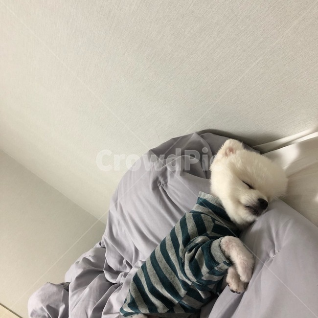 포메라니안,포메,강아지,dog,화이트포메라니안,화이트포메