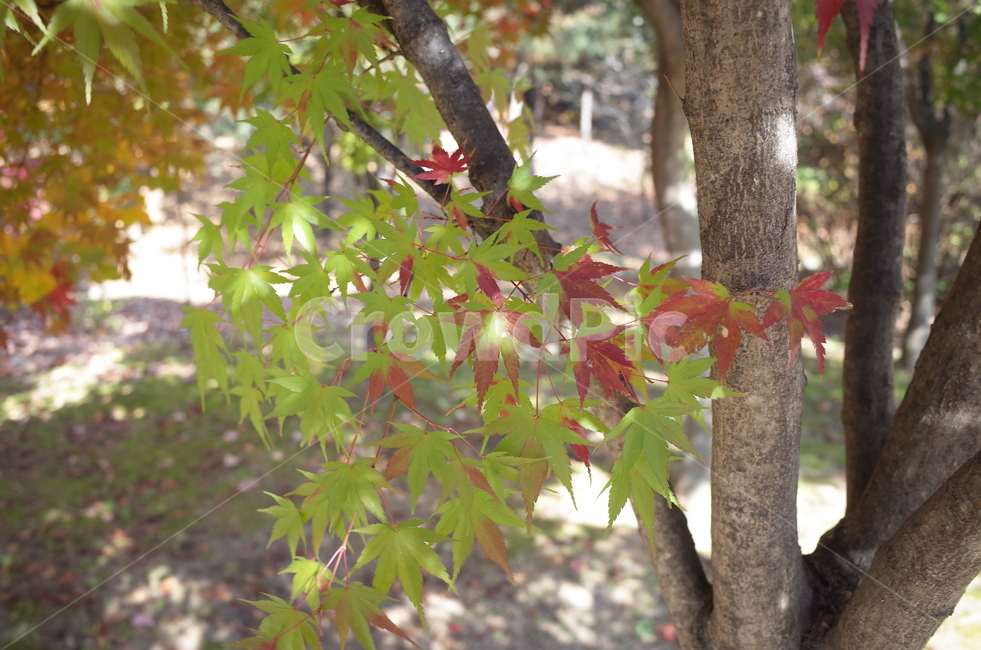 가을,가을감성,단풍,단풍잎,가을단풍,가을,계절,fall,autumn,season,식물,자연,plants,nature,leaf,잎,plant,tree,나무,maple,tree trunk,나무 줄기
