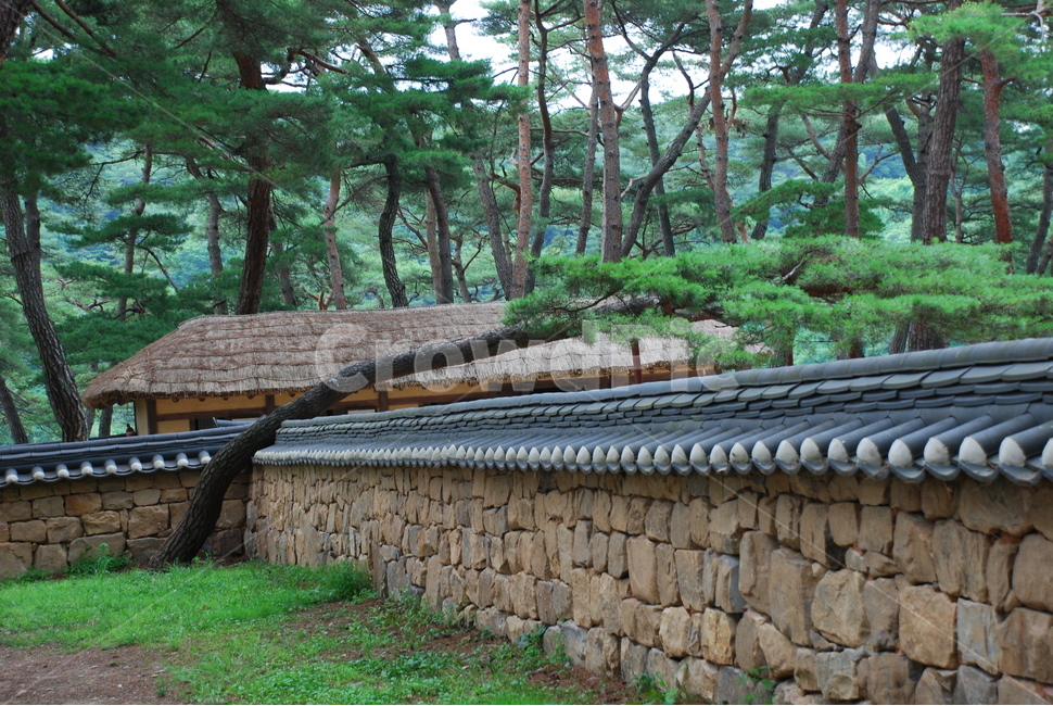 tree,나무,plant,식물,소나무,한국적,한국전통,한국문화,korean traditional,korean culture,식물,자연,plants,nature,나무,trees,wood