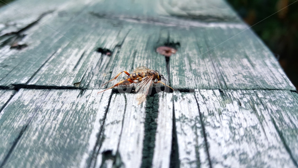 곤충,insect,벌,말벌,wood,나무,자연