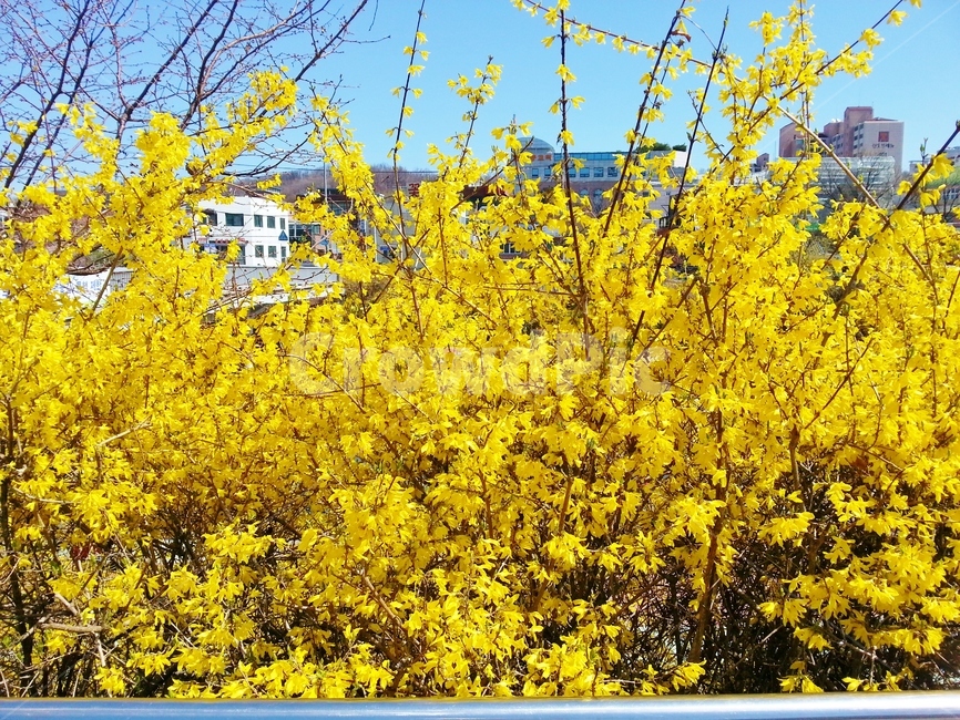 개나리,봄,flower,노란색,꽃