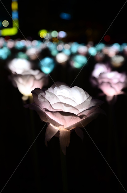 보케,led장미,led꽃,불빛,야경,꽃