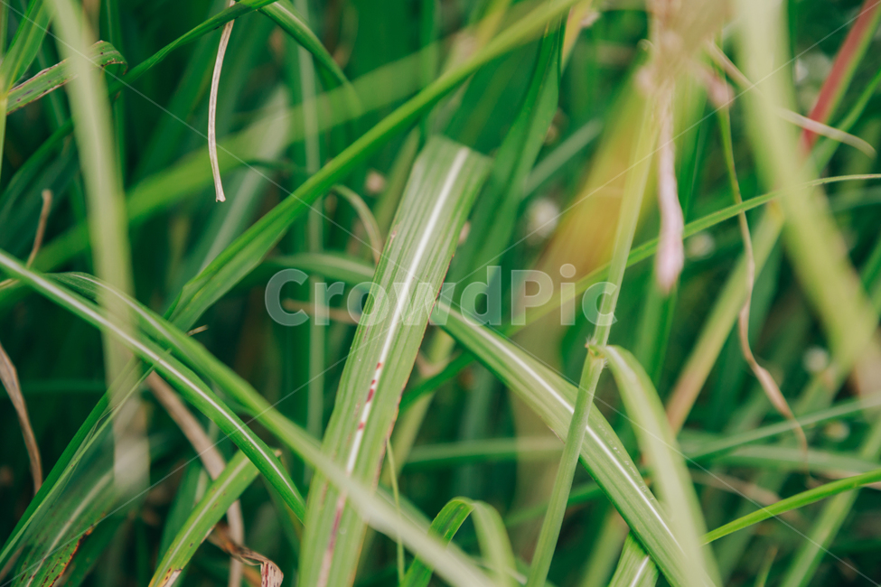 갈대,가을,식물,자연,초록,억새,식물,자연,plants,nature