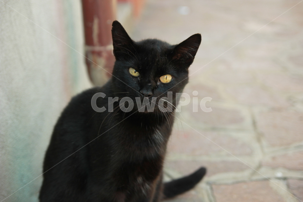 고양이,길고양이,동물,포유류,cat,동물,animal,포유류,mammal,고양이,cat,kitten,kitty