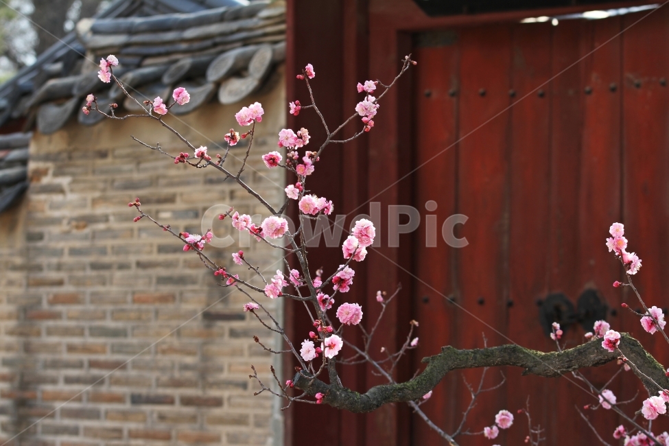 매화,꽃,식물,자연,매화나무,감성사진,고궁과매화,한국전통,한국문화,korean traditional,korean culture,식물,자연,plants,nature,꽃,flower
