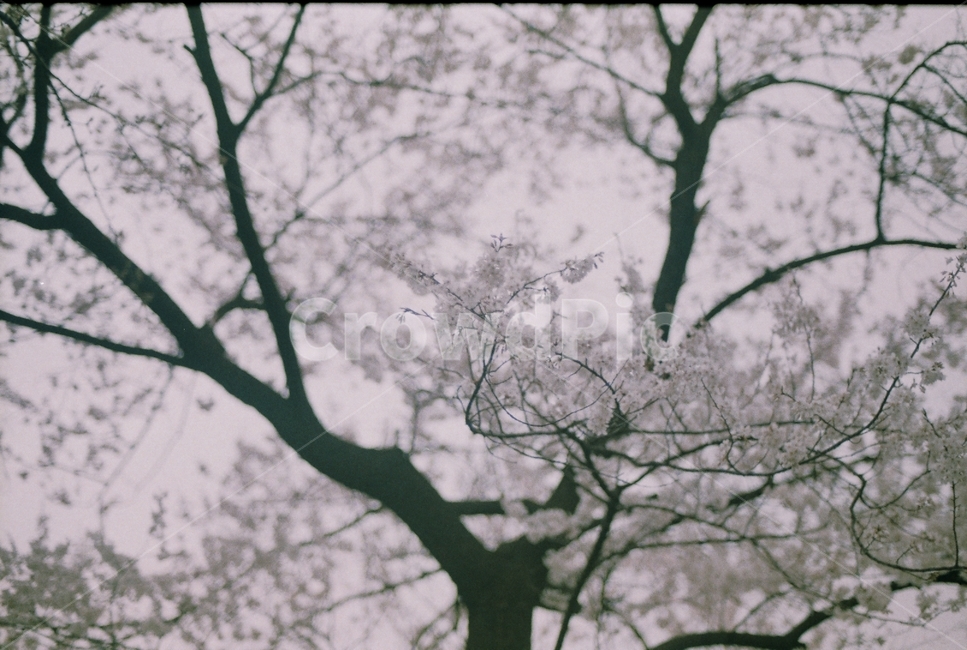 nature,자연,필름,film,필름사진,나무,tree,식물,벚꽃,꽃,flower,봄,계절,spring,season