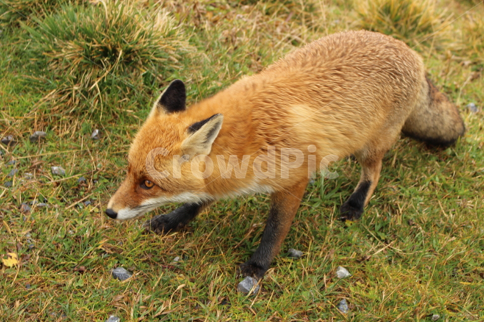 여우,fox,산여우,야생여우,야생동물,동물,animal,포유류,mammal