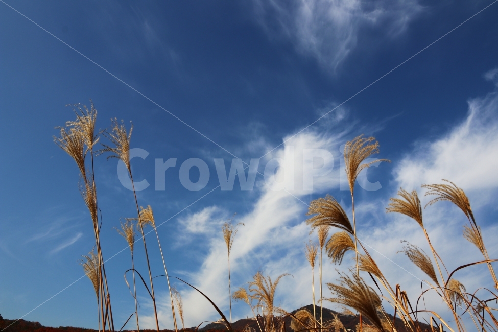 갈대,가을,하늘,풍경,가을풍경,가을,계절,fall,autumn,season,자연,풍경,nature,landscape,식물,plants,grass,잔디,plant,lawn