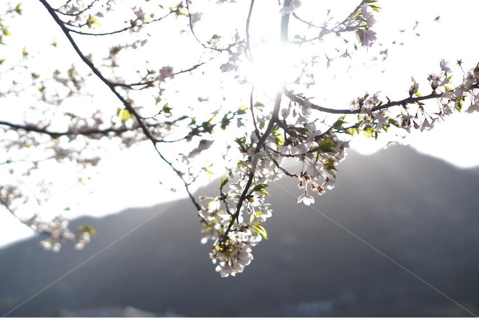 석양,나무,노을,맑음,강렬함,봄,봄,계절,spring,season,식물,자연,plants,nature,꽃,flower,plant,light,빛,flare,플레어