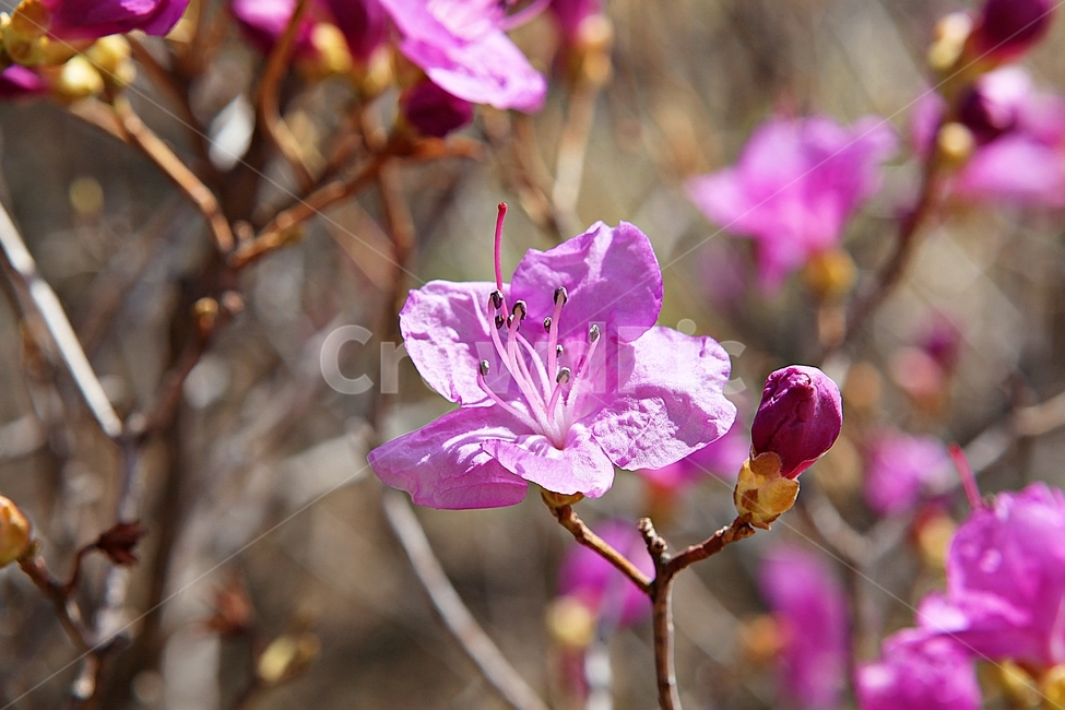 진달래,꽃,꽃잎,봄꽃,봄,식물,자연,식물,자연,plants,nature,꽃,flower