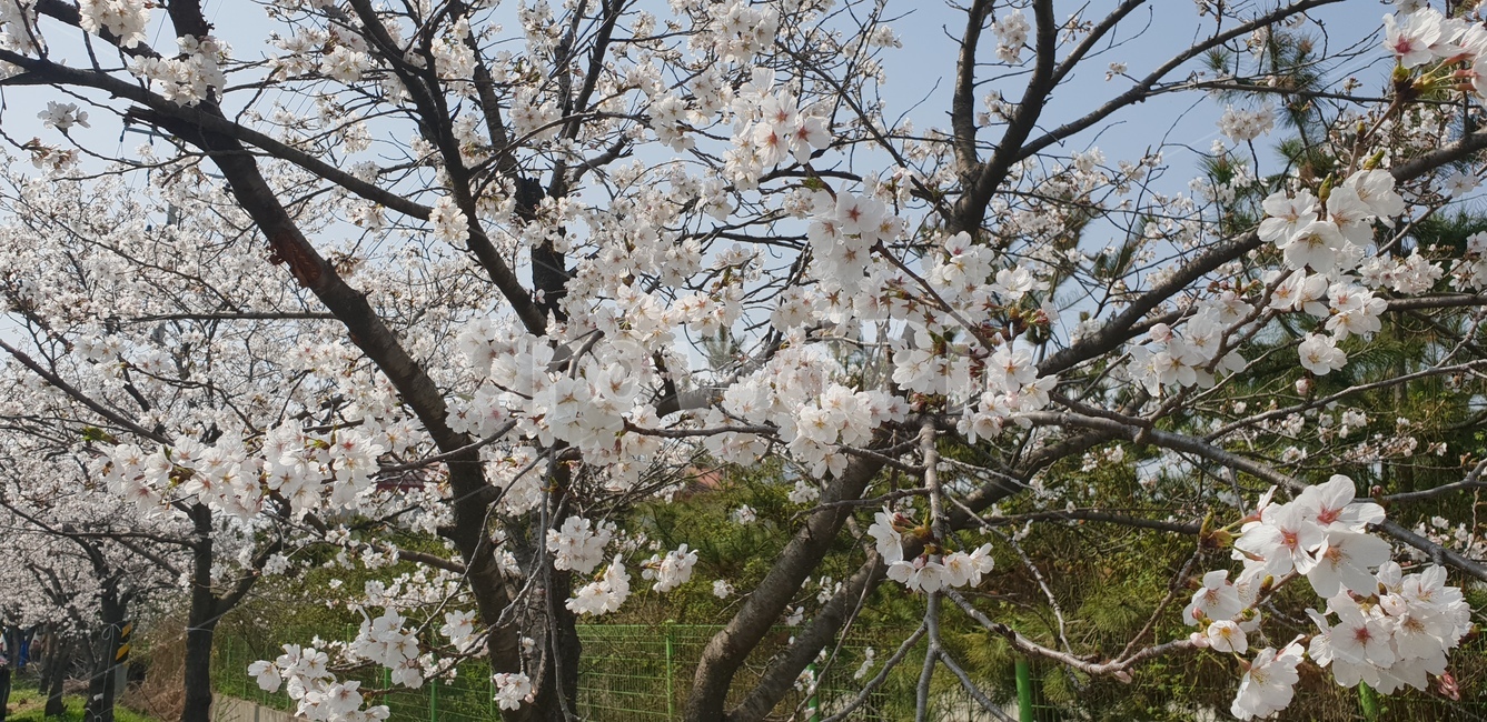 풍경,봄,벗꽃,꽃,4월