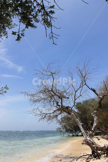 인도네시아,길리,해변,나무해변,나무,indonesia,gili,beach,treeandbeach,treeonthebeach,vacation,고즈넉