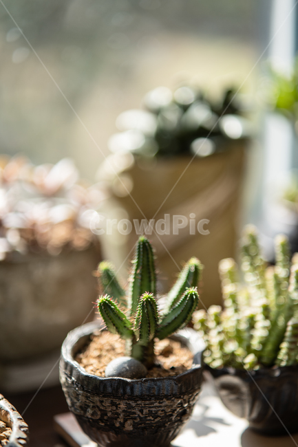 다육이,다육식물,plant,botanical,식물,식물,자연,plants,nature
