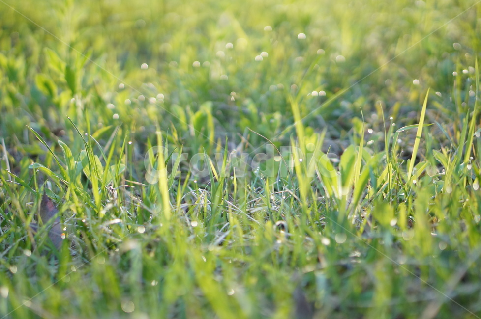 아침,이슬,봄,잔듸,빛,풍경,식물,자연,plants,nature,휴식,힐링,rest,relaxation,healing