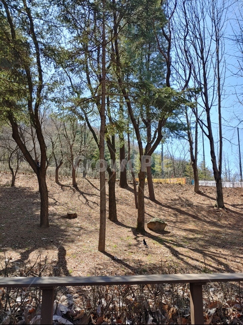서울대공원,seoulgrandpark,나무,tree,자연,nature,옥외,outdoors,삼림지,woodland,숲,forest,바닥,나무줄기,treetrunk,흙,ground,까치,magpie