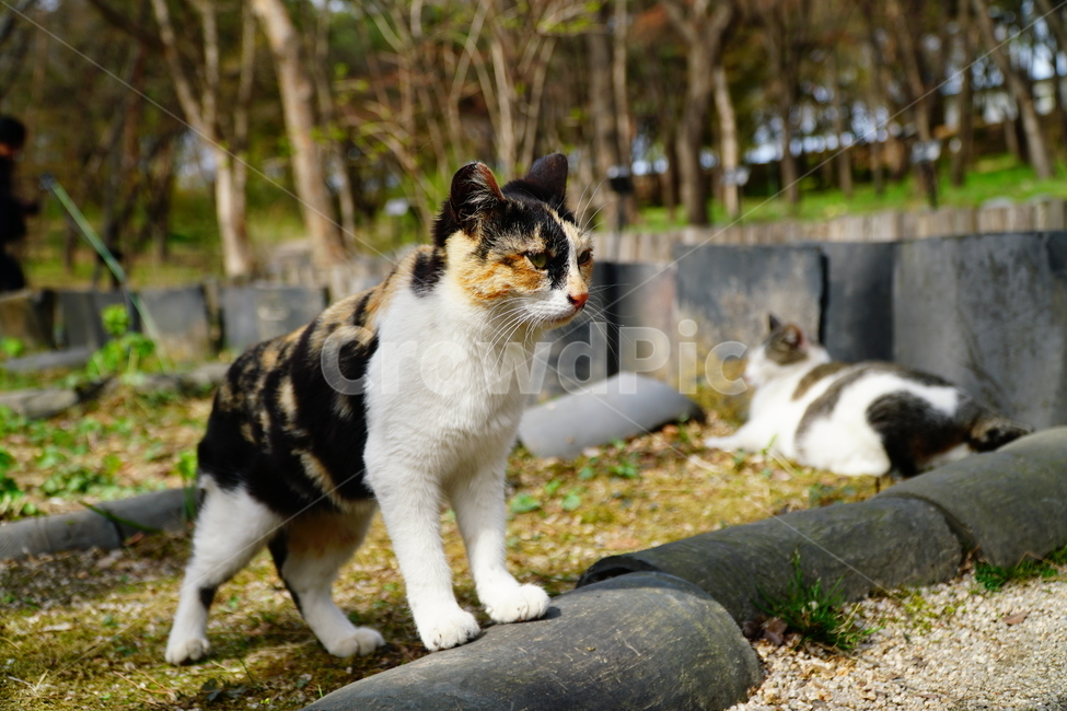 고양이,길고양이,동물,포유류,cat,animal,야옹,냐옹,야옹이,냐옹이,삼색고양이,4월,봄,april,spring,풍경,landscape,alleycat,짐승,식물,꽃밭,화단,동물,animal,포유류,mammal,고양이,cat,kitten,kitty